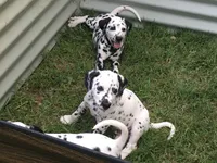 Anakin Skywalker, a male Dalmatian for sale in Concord, NC – 4 of 9