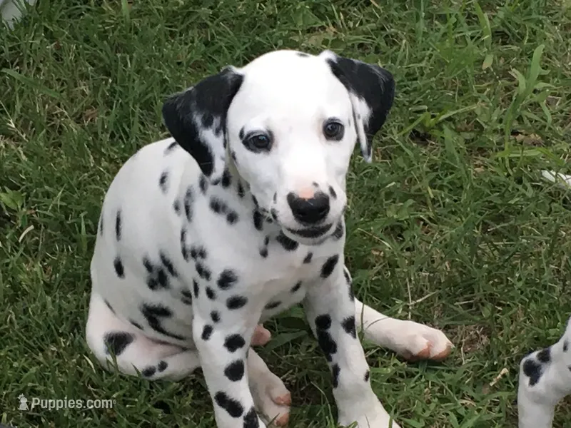 Duke Caboom – Dalmatian puppy for sale in Concord, NC