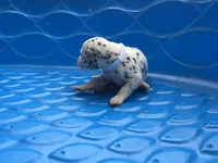 Padmé Amidala, a female Dalmatian for sale in Concord, NC – 6 of 6