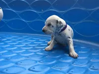 Princess Leia, a female Dalmatian for sale in Concord, NC – 3 of 6