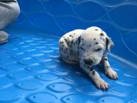 Obi-Wan Kenobi, a male Dalmatian for sale in Concord, NC – 6 of 6