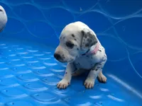 Bo Peep, a female Dalmatian for sale in Concord, NC – 3 of 6