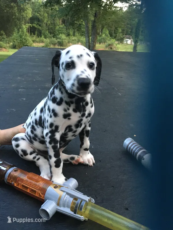 Obi-Wan Kenobi – Dalmatian puppy for sale in Concord, NC