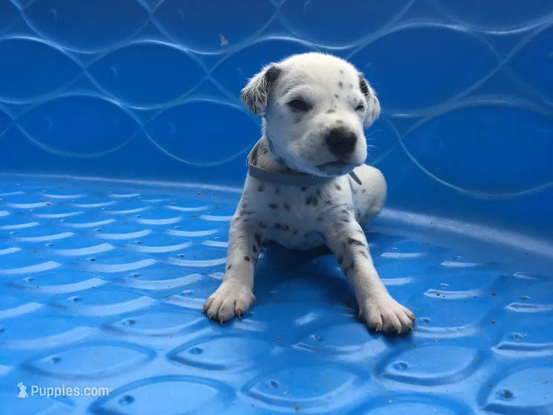 Anakin Skywalker – Dalmatian puppy for sale in Concord, NC