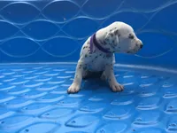 Princess Leia, a female Dalmatian for sale in Concord, NC – 2 of 6