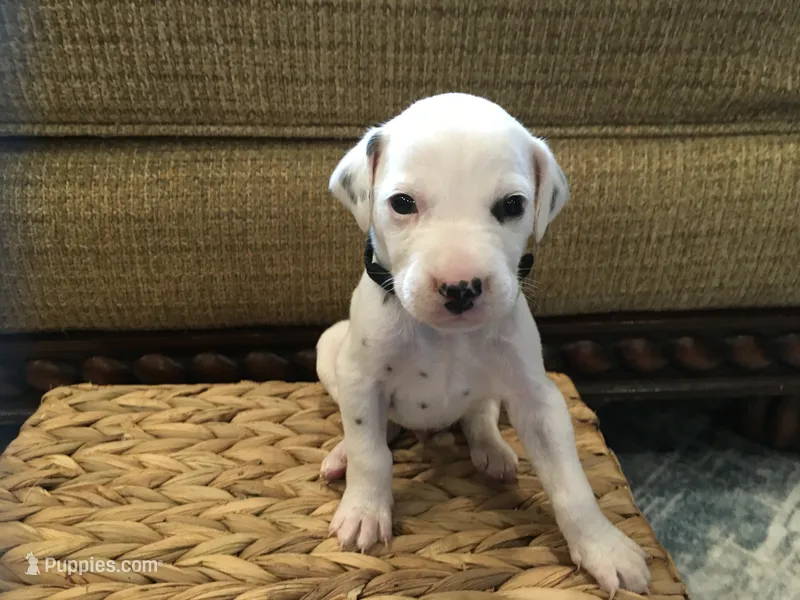 Buzz Lightyear – Dalmatian puppy for sale in Concord, NC
