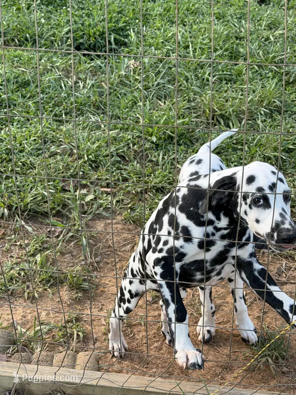 OBI – Dalmatian puppy for sale in Concord, NC