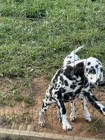 OBI, a male Dalmatian for sale in Concord, NC – 1 of 3