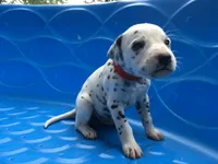 Jessie, a female Dalmatian for sale in Concord, NC – 3 of 6