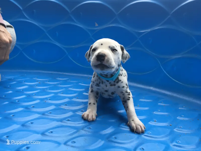 Darth Vader – Dalmatian puppy for sale in Concord, NC