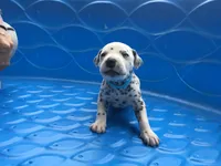 Darth Vader, a male Dalmatian for sale in Concord, NC – 1 of 6