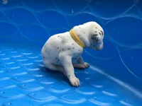 Bonnie, a female Dalmatian for sale in Concord, NC – 3 of 6