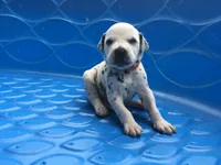 Luke Skywalker, a male Dalmatian for sale in Concord, NC – 2 of 6