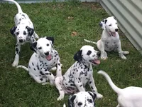 Darth Vader, a male Dalmatian for sale in Concord, NC – 3 of 10