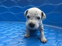 Anakin Skywalker, a male Dalmatian for sale in Concord, NC – 3 of 6