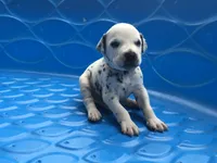 Luke Skywalker, a male Dalmatian for sale in Concord, NC – 1 of 6