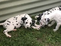 Luke Skywalker, a male Dalmatian for sale in Concord, NC – 4 of 10
