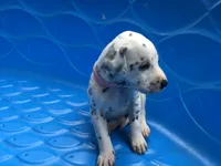 Bo Peep, a female Dalmatian for sale in Concord, NC – 5 of 6