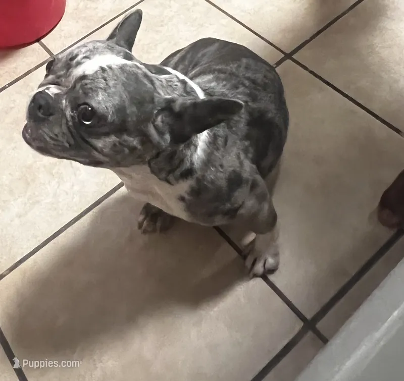 Dimond  – French Bulldog puppy for sale in Chicago, IL