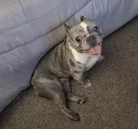 Dimond , a female French Bulldog for sale in Chicago, IL – 2 of 2