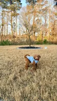 Bruce, a male Poodle - Standard  for sale in McDonough, GA – 5 of 5