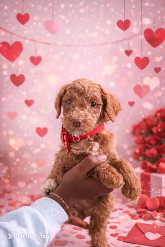Bruce – Poodle - Standard  puppy for sale in McDonough, GA