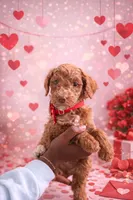 Bruce, a male Poodle - Standard  for sale in McDonough, GA – 1 of 5
