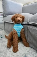 Bruce, a male Poodle - Standard  for sale in McDonough, GA – 3 of 5