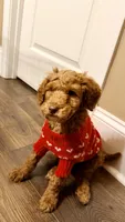 Bruce, a male Poodle - Standard  for sale in McDonough, GA – 2 of 5