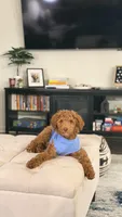 Bruce, a male Poodle - Standard  for sale in McDonough, GA – 4 of 5