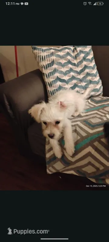 Diomand – Shihpoo puppy for sale in New Orleans, LA