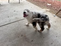 (Mini Aussies), a female Miniature Australian Shepherd for sale in Gilroy, CA – 4 of 4