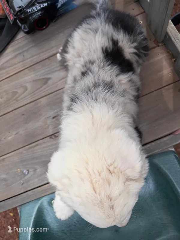 (Mini Aussies) – Miniature Australian Shepherd puppy for sale in Gilroy, CA