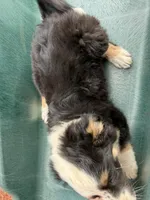 (Mini Aussies), a male Miniature Australian Shepherd for sale in Gilroy, CA – 5 of 5