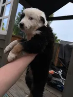 (Mini Aussies), a male Miniature Australian Shepherd for sale in Gilroy, CA – 3 of 4