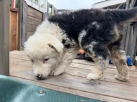 (Mini Aussies), a female Miniature Australian Shepherd for sale in Gilroy, CA – 3 of 4