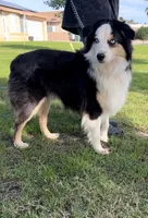 (Mini Aussies), a male Miniature Australian Shepherd for sale in Gilroy, CA – 4 of 5