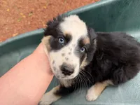 (Mini Aussies), a male Miniature Australian Shepherd for sale in Gilroy, CA – 3 of 5