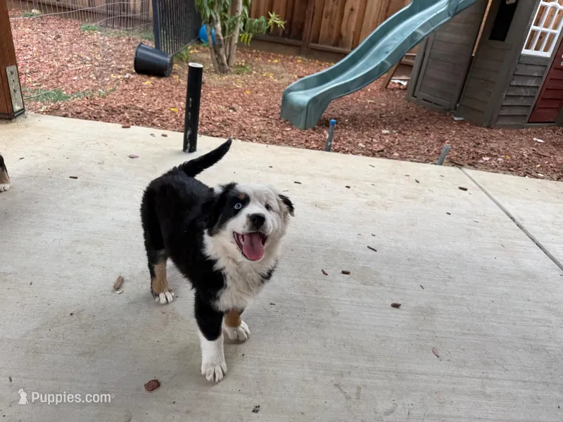 (Mini Aussies) – Miniature Australian Shepherd puppy for sale in Gilroy, CA
