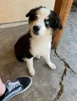 (Mini Aussies), a male Miniature Australian Shepherd for sale in Gilroy, CA – 2 of 5