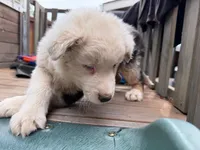 (Mini Aussies), a male Miniature Australian Shepherd for sale in Gilroy, CA – 4 of 5