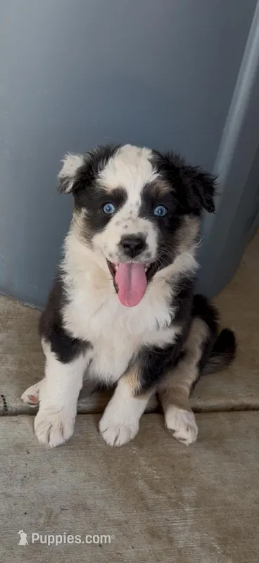 (Mini Aussies) – Miniature Australian Shepherd puppy for sale in Gilroy, CA