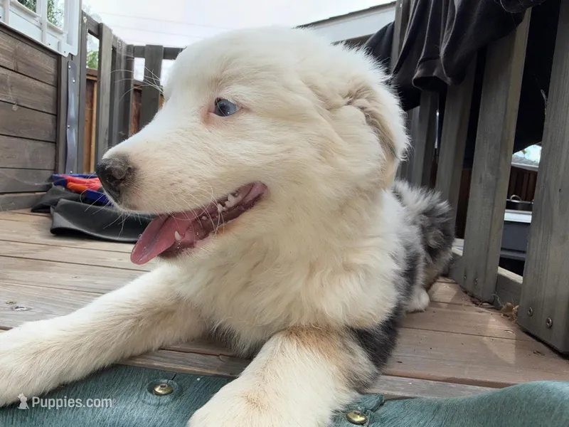(Mini Aussies) – Miniature Australian Shepherd puppy for sale in Gilroy, CA