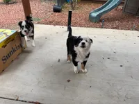 (Mini Aussies), a male Miniature Australian Shepherd for sale in Gilroy, CA – 4 of 4