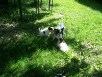 Alvin, a male Papillon for sale in New Paris, OH – 2 of 4