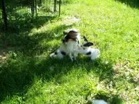 Angel, a female Papillon for sale in New Paris, OH – 3 of 4