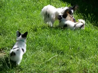 Alvin, a male Papillon for sale in New Paris, OH – 4 of 4
