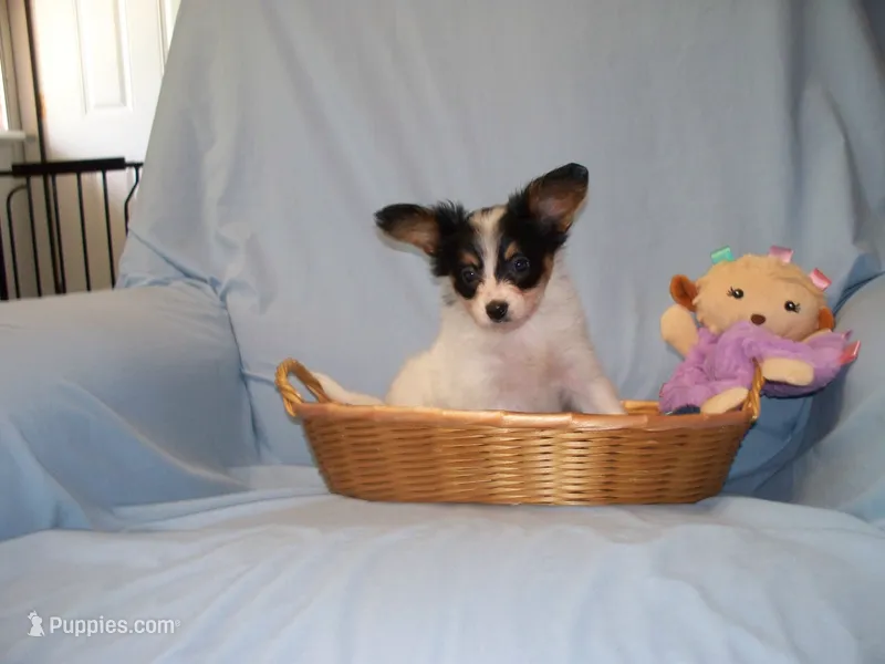 Angel – Papillon puppy for sale in New Paris, OH