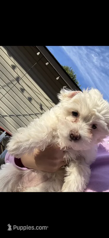Caramel  – Maltipoo puppy for sale in San Antonio, TX