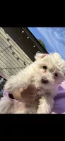 Caramel , a male Maltipoo for sale in San Antonio, TX – 1 of 1